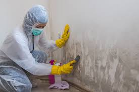 Best Emergency Mold Remediation  in Holly Hill, SC